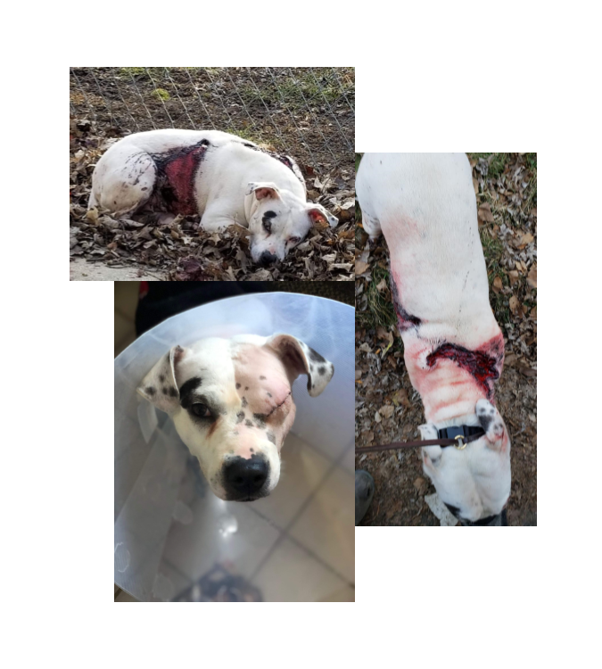 March 2019 - Elise Streetheart Rescue